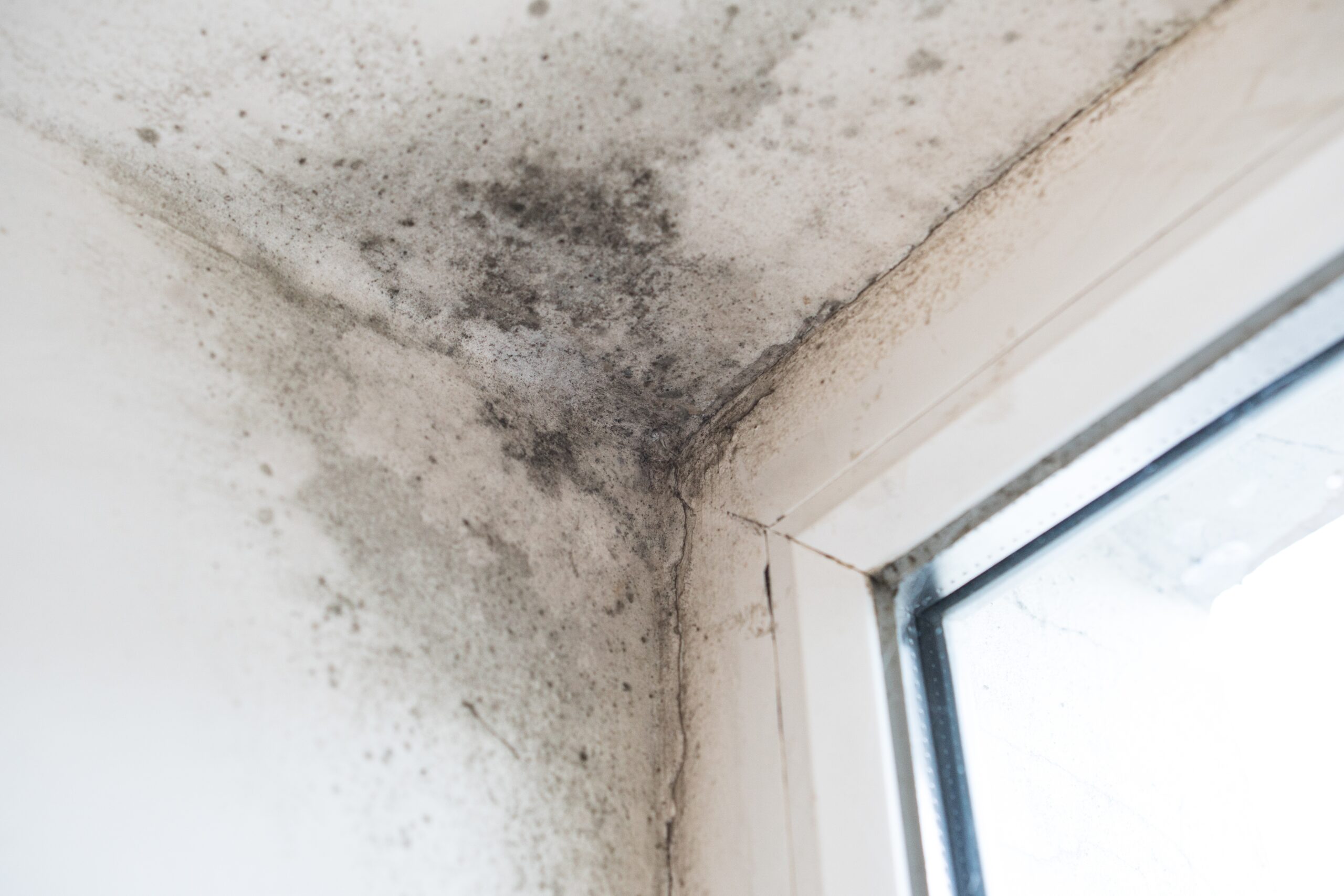 How to Identify & Prevent Mould in Your Home